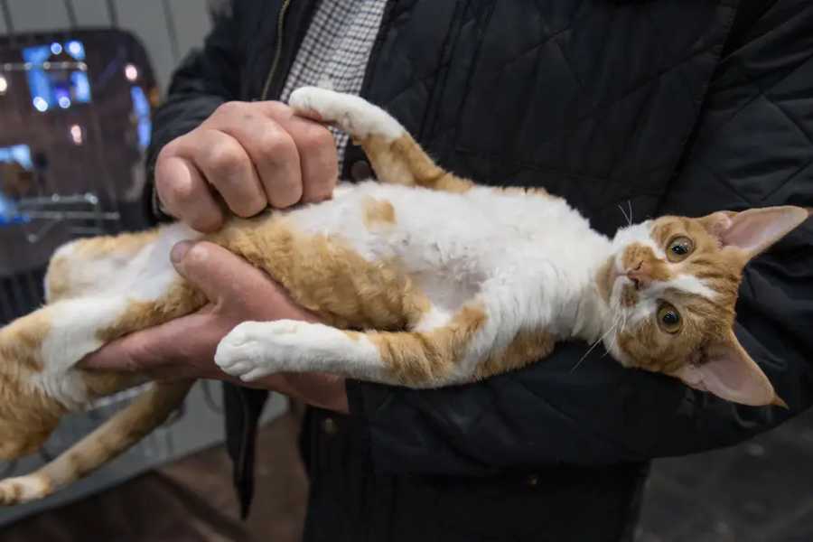 Viral or Bacterial Infections