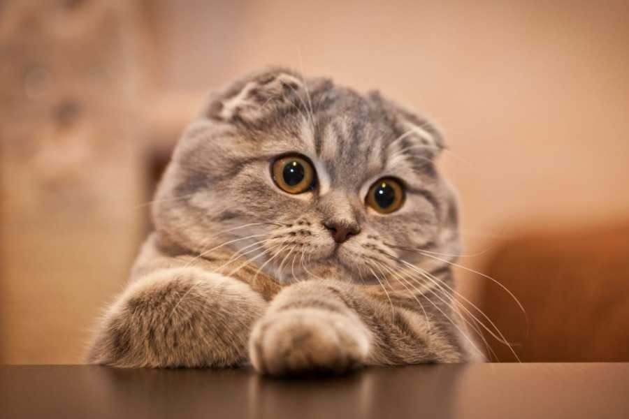 Scottish Fold
