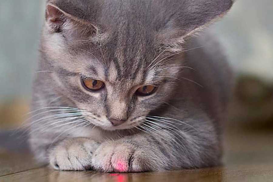 The Laser Pointer: A Toy or a Frustration?