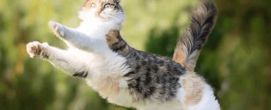 How Can Cats Jump So High? 🐱🏍 Unraveling the Feline Leap