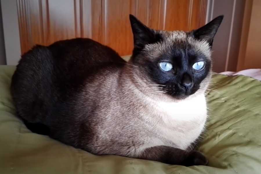 The Heat Cycle in Cats