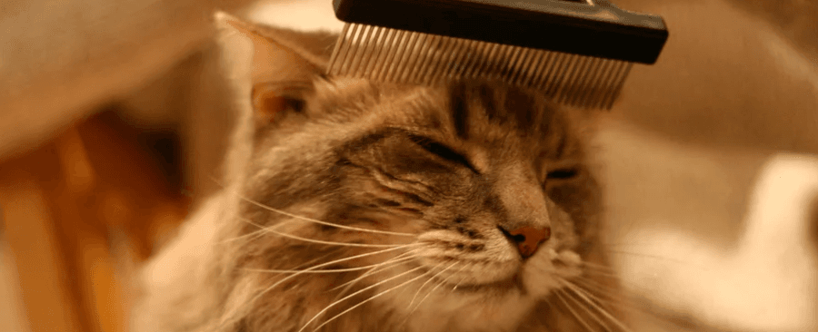 How Often Should I Brush My Cat? 6 Things To Consider