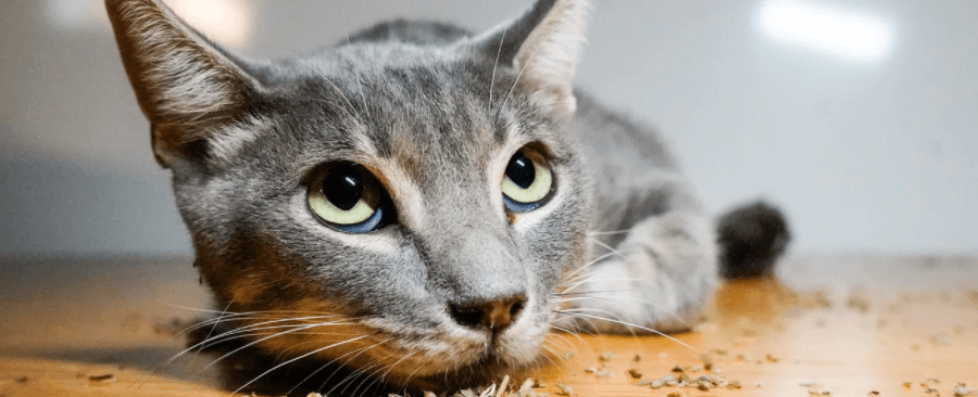What Happens When Cats Eat Catnip? Here Are The Benefits