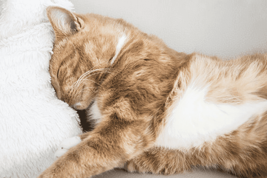 Infesting with Rodents