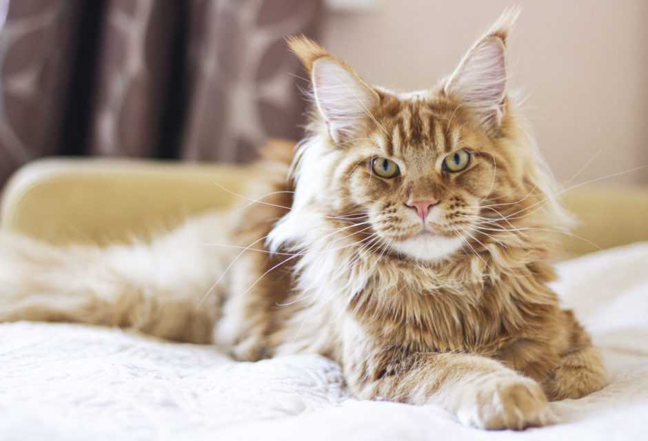 maine coon