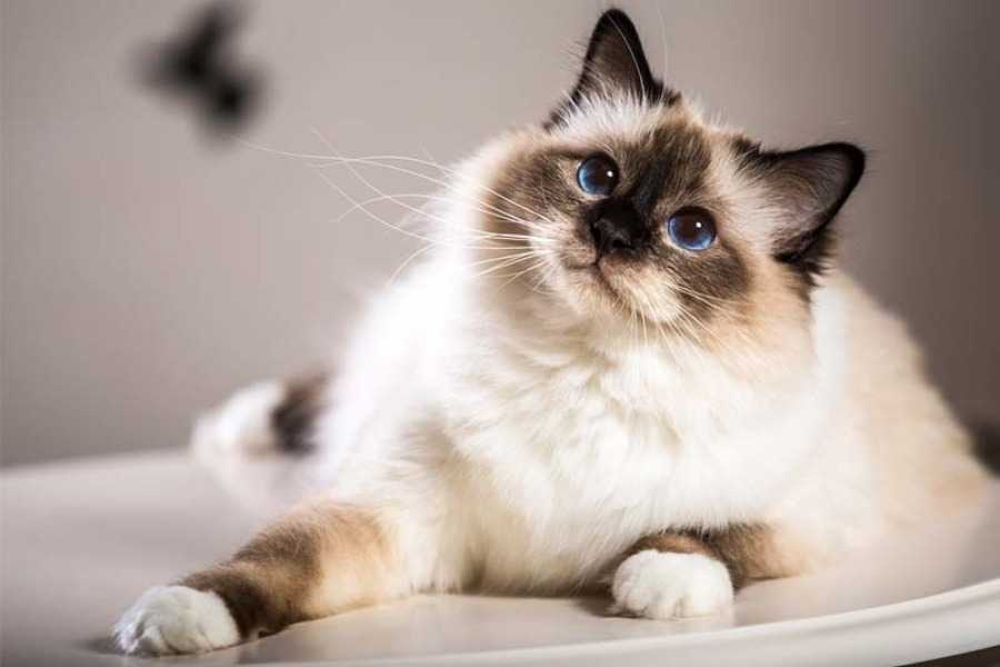 Birman