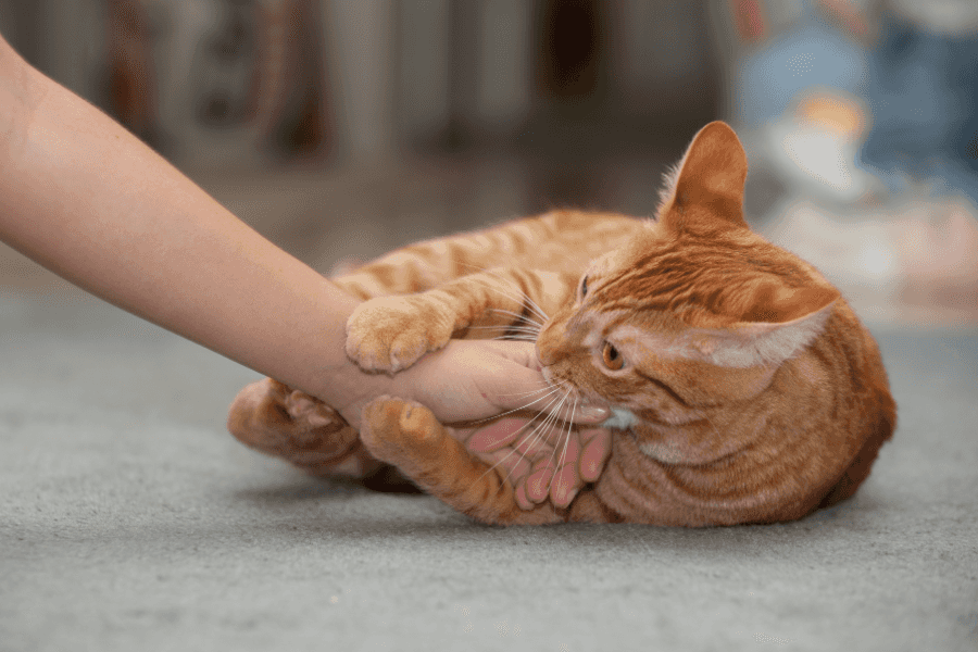 Complications of cat bites