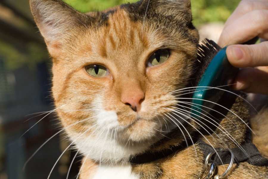 Understanding Cat Shedding