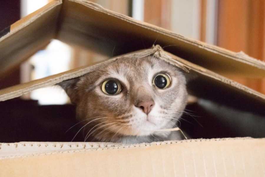 Female Cat Names Starting With M