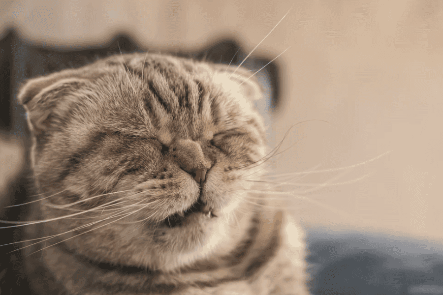 Cat with Skin Irritation Due to Allergy