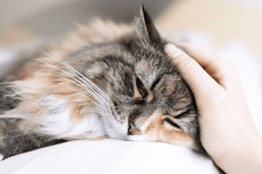 Moving to a New Home