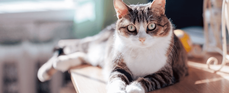 Is It Okay to Keep a Cat in One Room? Everything You Need To Know