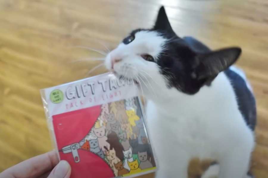 They Bring You Gifts