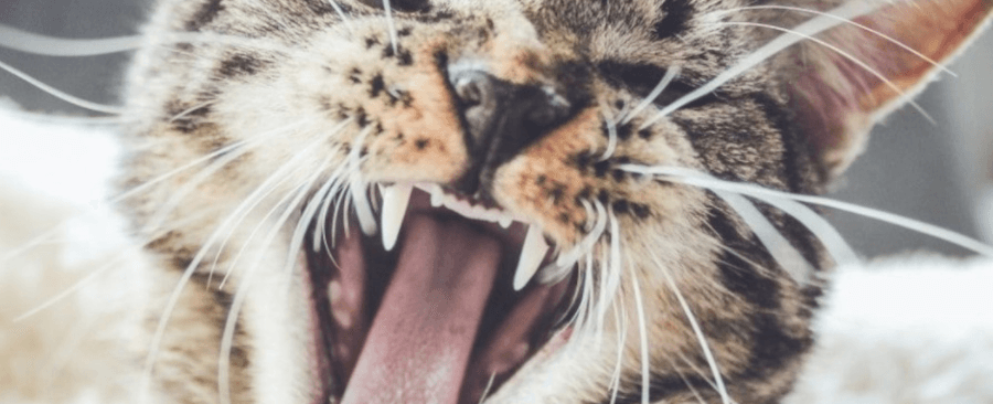 How To Fix Cats Bad Breath? Why And Remedies