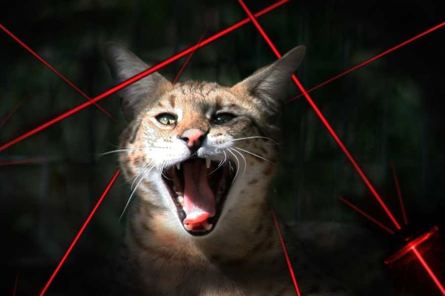 How to Use a Laser Pointer Responsibly