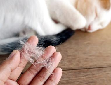 10 Best Cat Breeds That Don't Shed or Smell