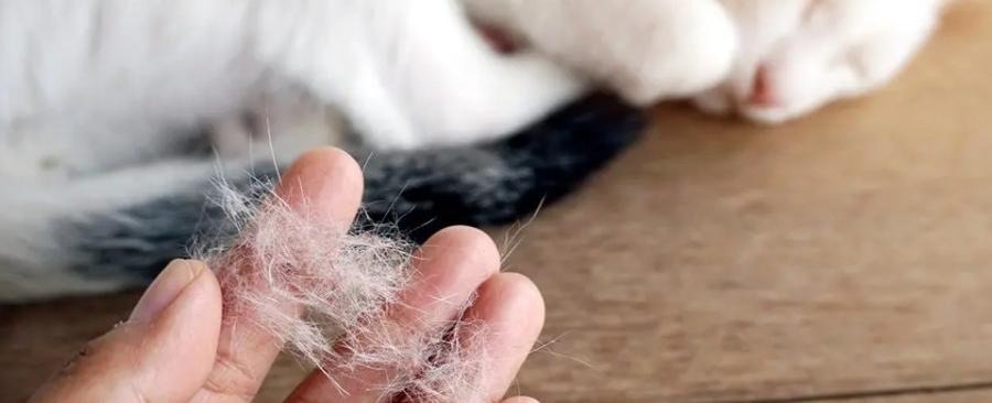 10 Best Cat Breeds That Don't Shed or Smell