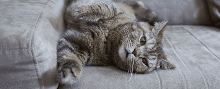 How To Clean Cat Pee From Couch? ðŸ˜