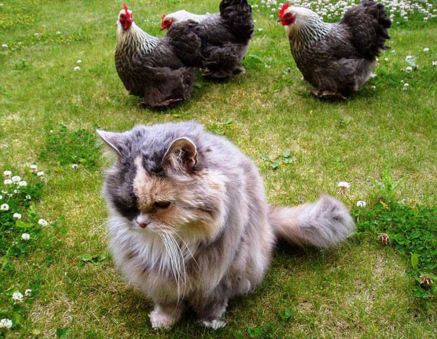 Vulnerability of Chickens