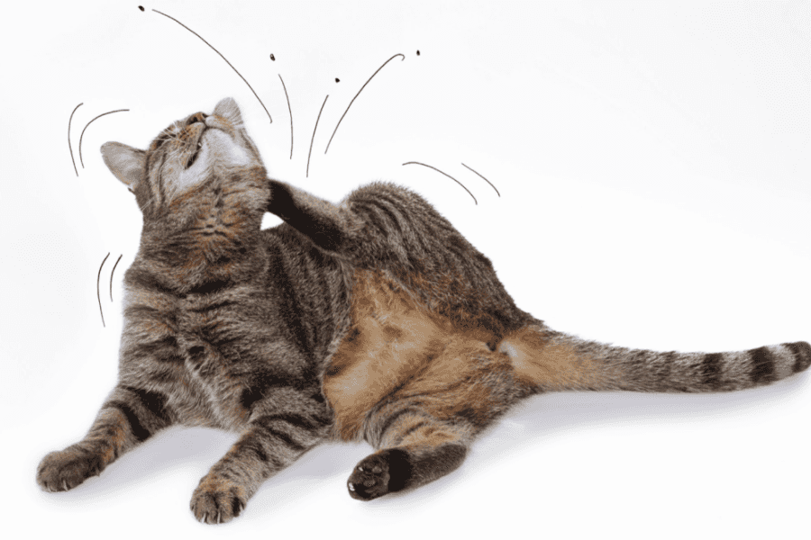 Climbing Onboard People