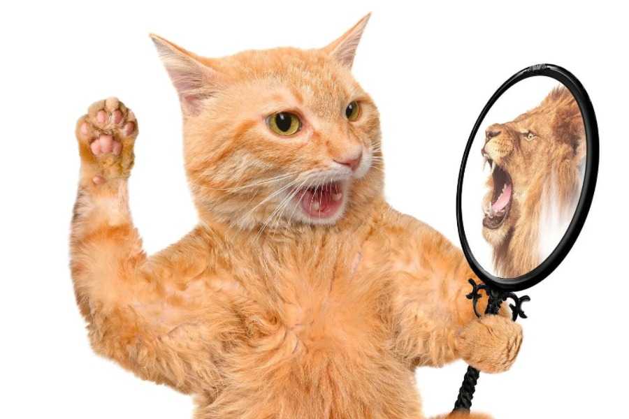 Male Cat Names Starting With M