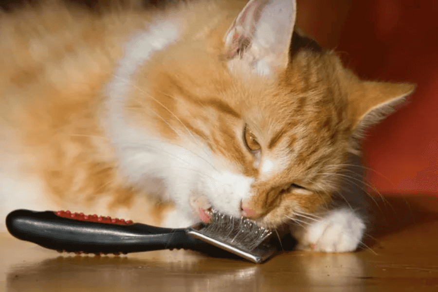 How Often Should You Brush a Kitten?