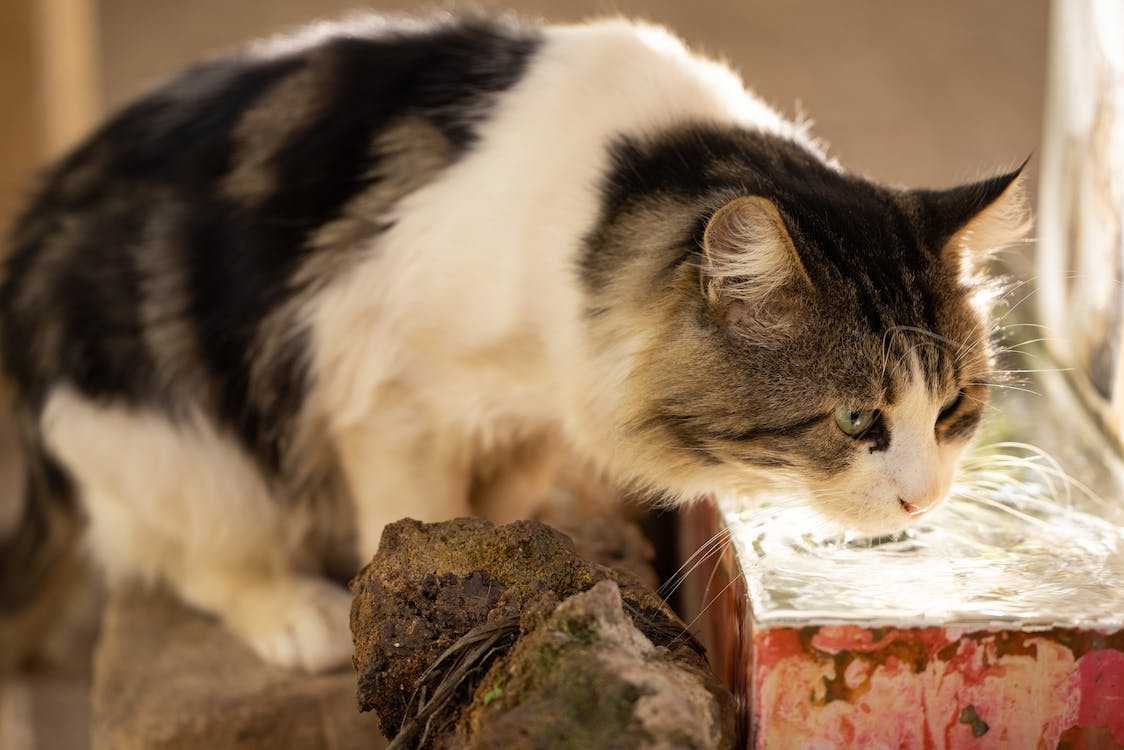 cat drink water
