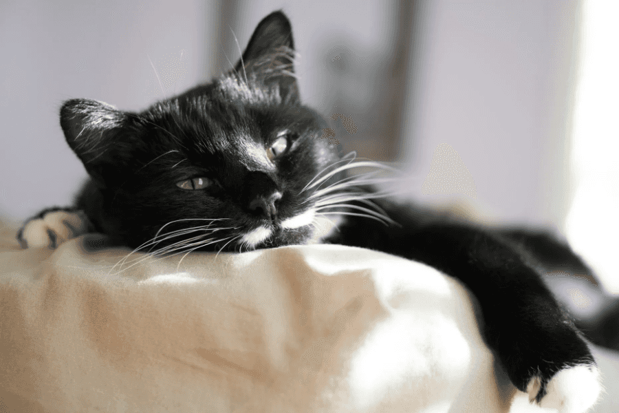 Why Cats Take Your Spot