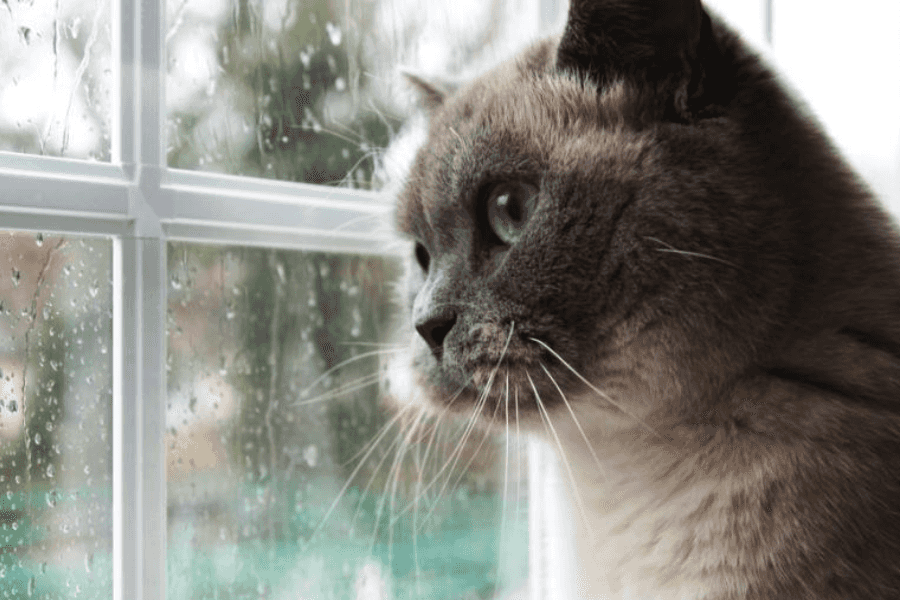 5 Signs Your Cat Is Dying