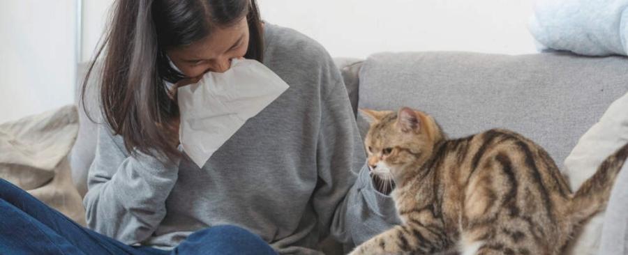 Top 10 Cat to Get If You Are Allergic to Cats