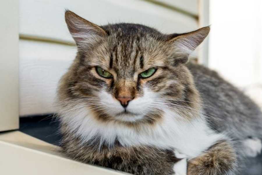 Why Won't My Cat Eat Wet Food?