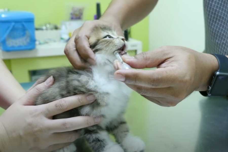 Treating Cat Vomiting: What Can You Do?