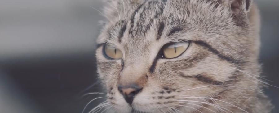 What Does Cat Do When in Heat?