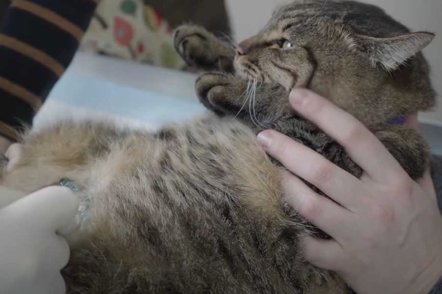 Lactose Intolerance in Cats