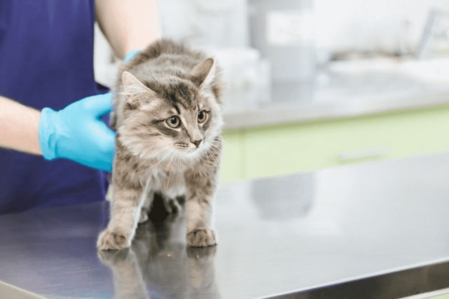 Cat Getting Allergy Shot