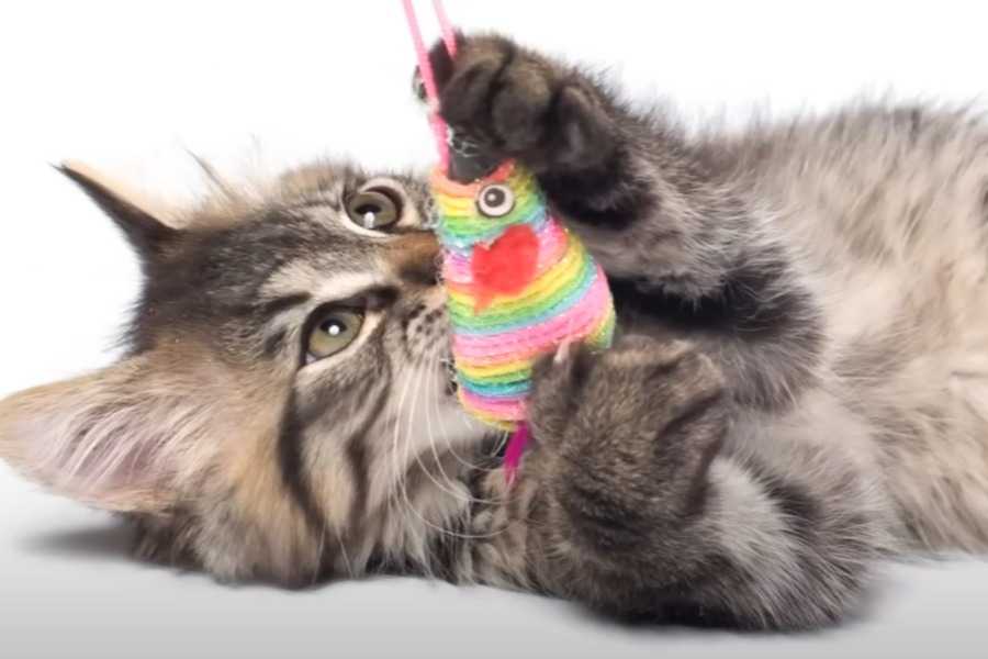 They Treat Their Toys with Consideration