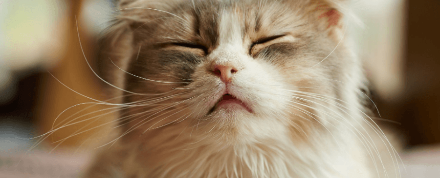 Does Cat Have Allergies? Causes, Symptoms And Medicine