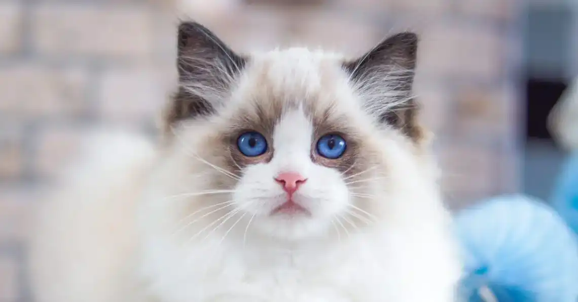 ragdoll