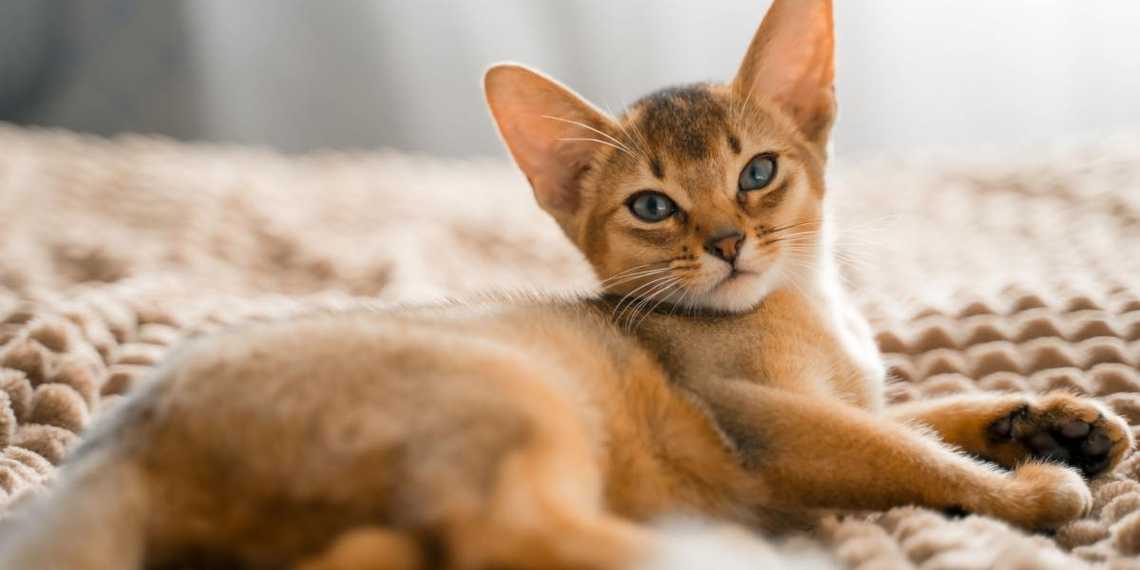 abyssinian