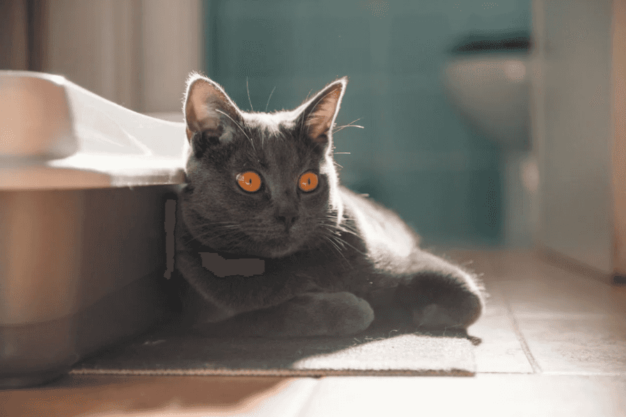  Treating a Constipated Cat