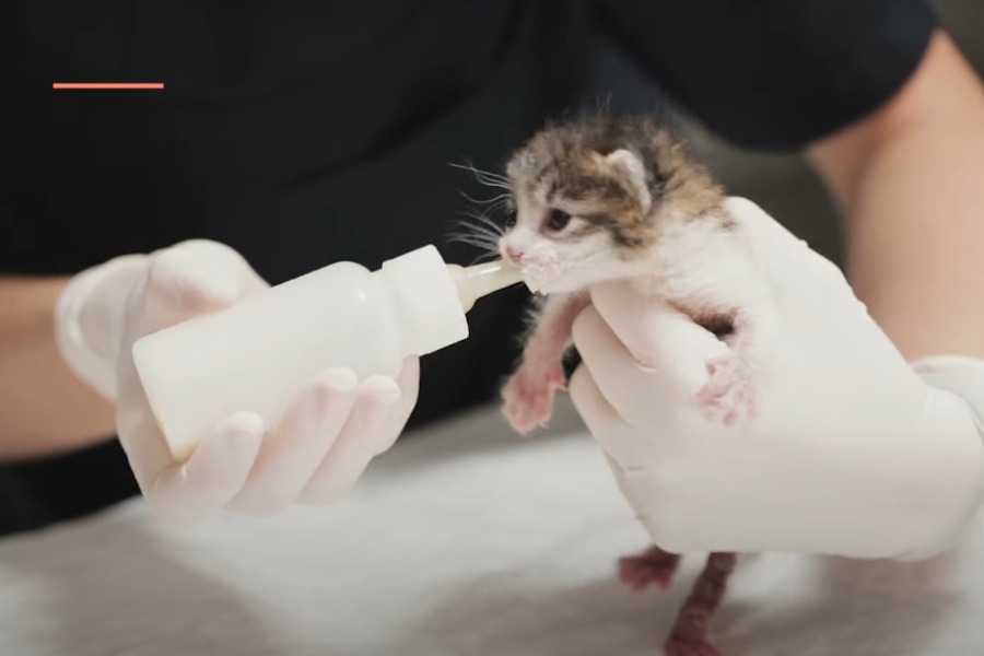 Is Cow's Milk Safe for Kittens?