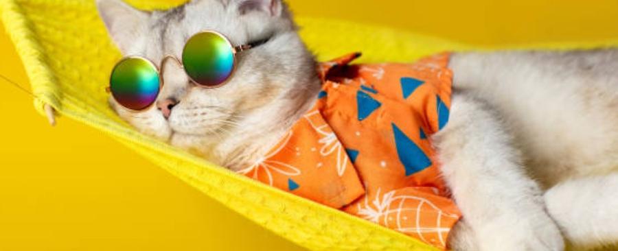 What are Cat Names That Start With M?