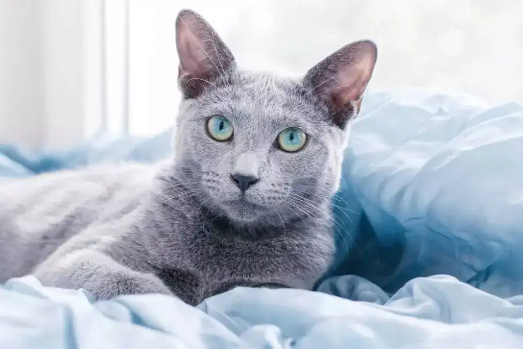 russian blue