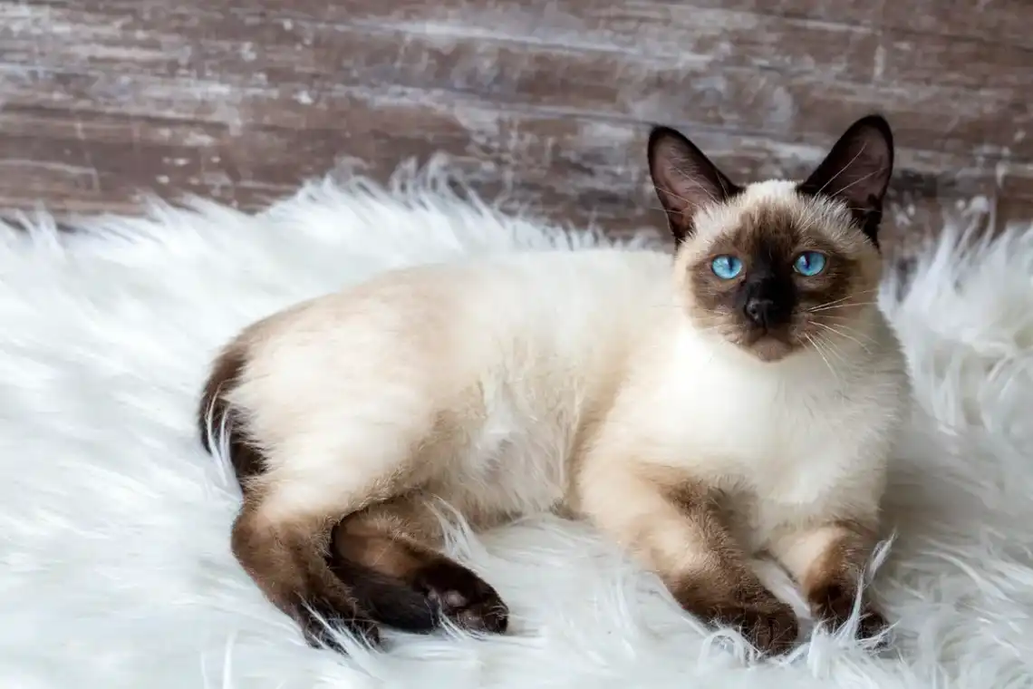 siamese