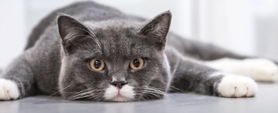 Is Cat Vomiting an Emergency? Understanding and Addressing Cat Vomiting