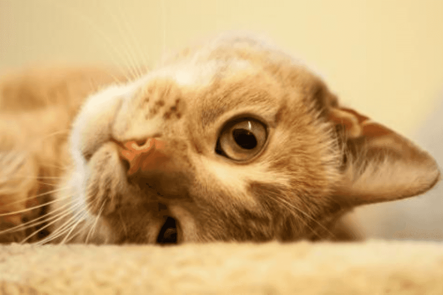 Signs Your Cat Is in Heat