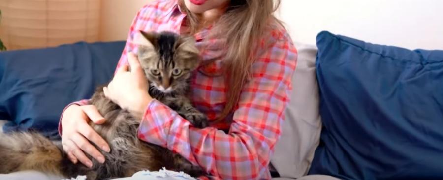 7 Best Cat Breeds for Busy Person