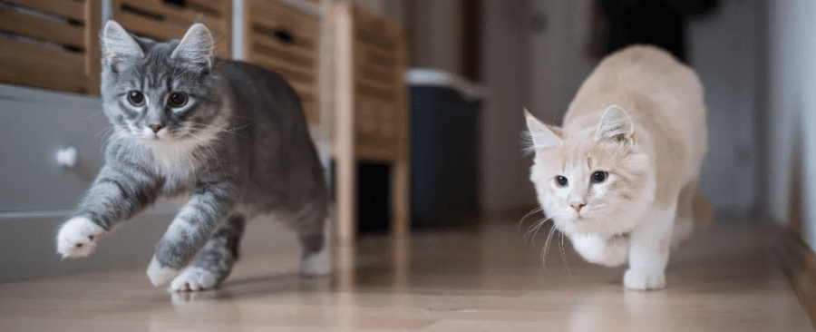 Is It OK to Play Laser with Your Cat? 🐱🔦