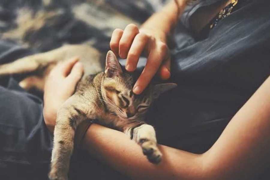 Cat Allergy Precautions