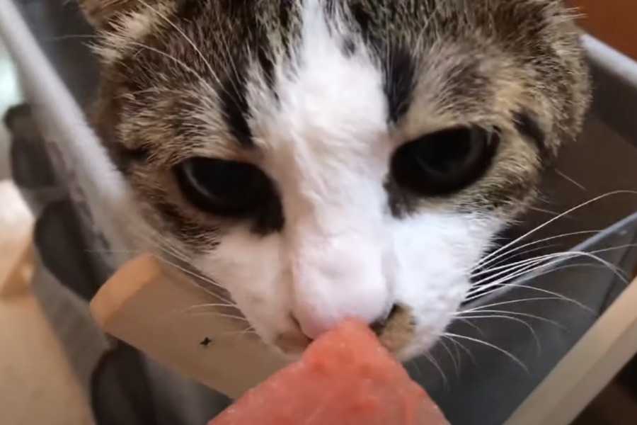 What Causes Cat Vomiting?